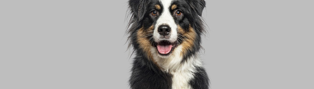 Border Collie Özellikleri ve Bakımı