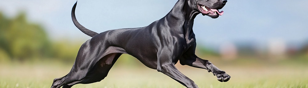 Dünyadaki En Güçlü Köpek Cinsleri ve Özellikleri