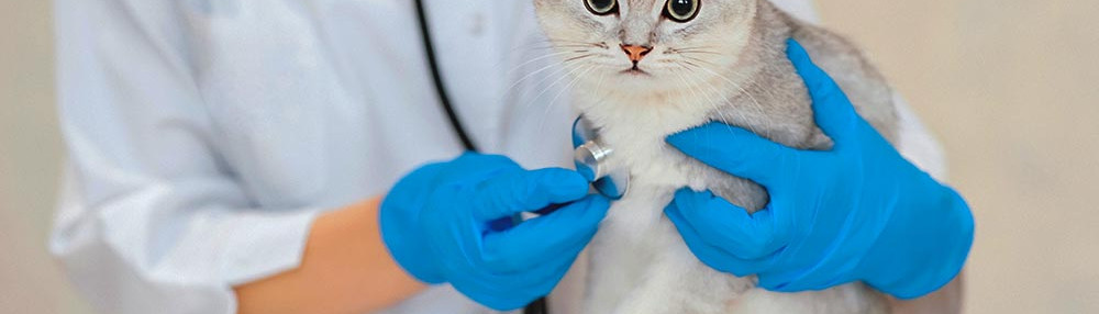 En Sağlıklı Kedi Cinsleri