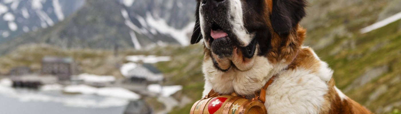 Saint Bernard Köpek Irkı Özellikleri ve Bakımı
