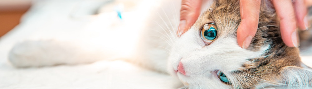Kedi Gözü Sulanması Sebepleri ve Tedavi Yöntemleri