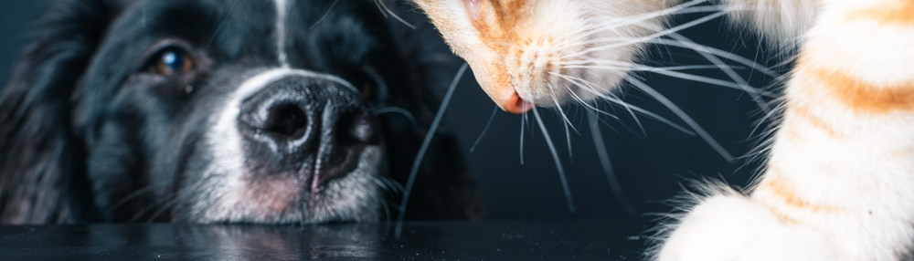 Kediler Köpek Maması Yer mi?