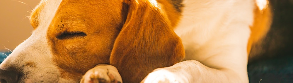Köpekler Neden Kapı Önünde Uyur?