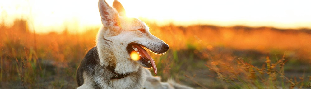 Köpekler Neden Ulur?