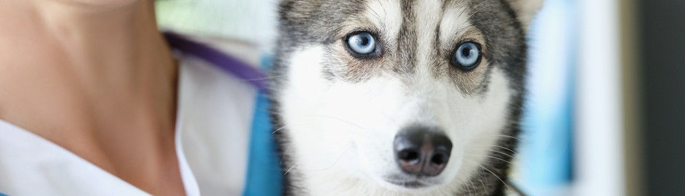 Köpeklerin Kulakları Neden Kesilir?
