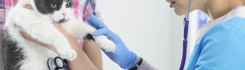 Kedinin Ateşi Nasıl Anlaşılır ve Düşürülür?