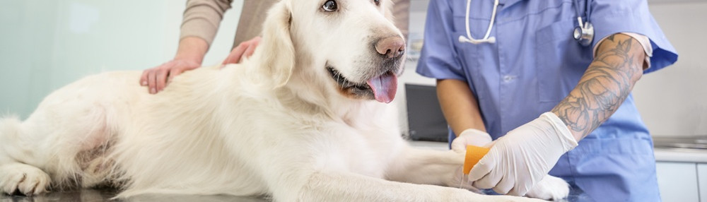 Köpekler Neden Kaşınır?