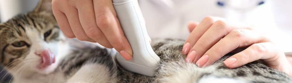 Kedilerde Gebelik ve Doğum