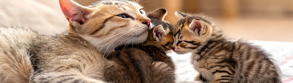 Kedilerde Emzirme Döneminde Beslenme