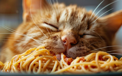 Kediler Makarna Yer mi?