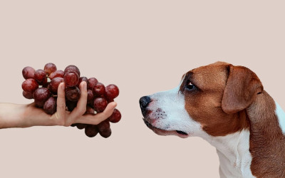 Köpekler Üzüm Yer mi? Tehlikeleri, Belirtiler ve Acil Müdahale Rehberi