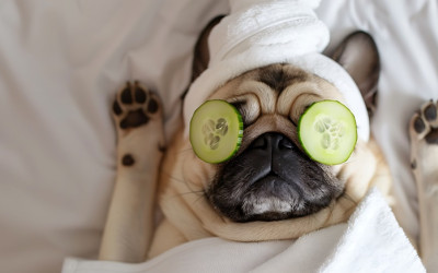 Köpekler Salatalık Yer mi?