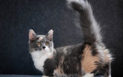 Kısa Bacaklı Kedi Cinsleri