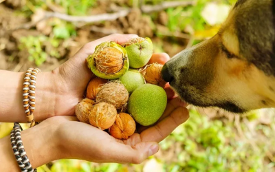 Köpekler Ceviz Yer mi?