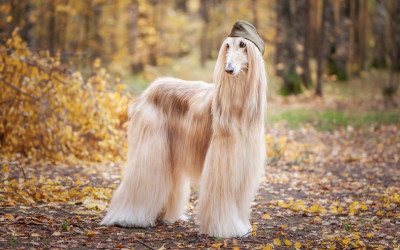 Afgan Tazısı Özellikleri ve Bakımı