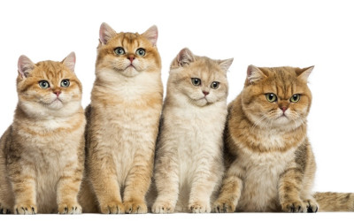 Kedilerin Çıkardığı Sesler ve Anlamları: Kediler Neden Gırgır Ses Çıkarır?