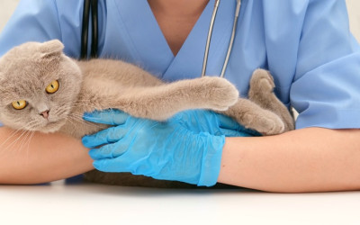 Kedilerde İç Parazit Belirtileri, Tedavisi ve İnsana Bulaşma Riski