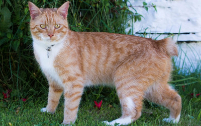 Manks Kedisi Özellikleri ve Bakımı