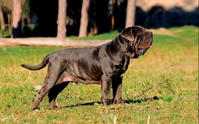 Napoliten Mastiff Köpek Irkı Özellikleri