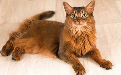 Somali Kedisi Bakımı ve Özellikleri