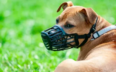 Türkiye’de Yasaklı Köpek Irkları