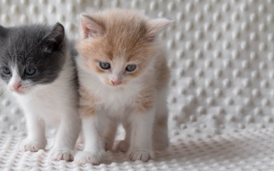Yavru Kedilerin Cinsiyeti Nasıl Anlaşılır?