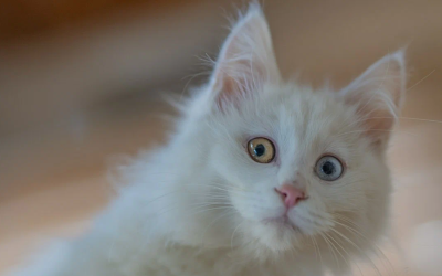 Ankara kedisi Özellikleri ve Bakımı