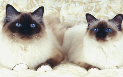 Birman Kedisi Özellikleri ve Bakımı