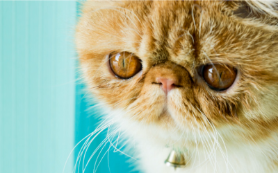 Exotic Shorthair Özellikleri ve Bakımı