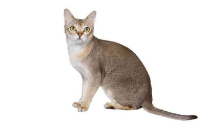 Singapura Kedisi Irkı Özellikleri ve Bakımı