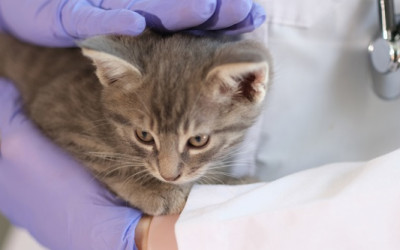 Kedilerde Deri ve Cilt Hastalıkları Nedir?