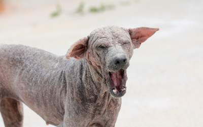 Köpeklerde Uyuz Belirtisi ve Tedavisi