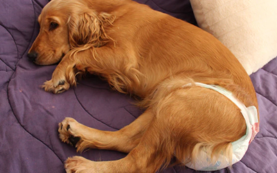 Köpekler de Regl Olur mu?