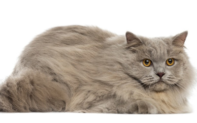 British Longhair Özellikleri ve Bakımı