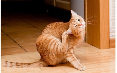 Kedi Piresi Eve Yayılır mı?