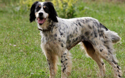 İngiliz Setter Köpek Irkı Özellikleri ve Bakımı