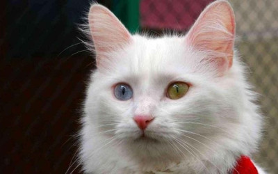 Van Kedisi Özellikleri ve Bakımı