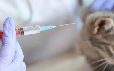 Kedi Lösemi Aşısı Rehberi: Kediniz İçin Koruma Yöntemleri