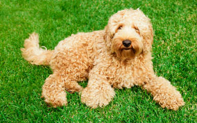 Labradoodle Köpek Irkı Özellikleri ve Bakımı