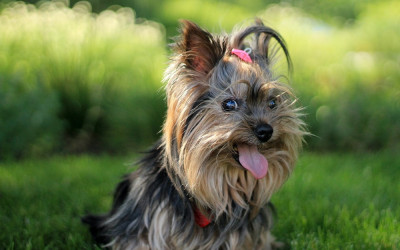 Yorkshire Terrier Irkı Özellikleri, Bakım ve Eğitim İpuçları