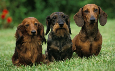 Sosis Köpek (Dachshund) Irkı Özellikleri ve Bakımı