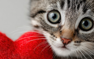 Kedilerin Sevmediği Şeyler Nelerdir?