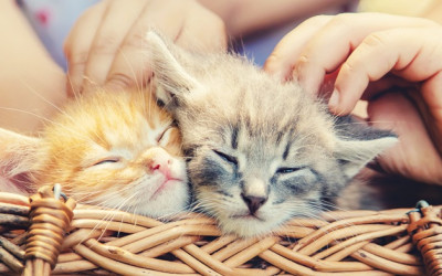 Yavru Kedi Bakımında Nelere Dikkat Edilmelidir?