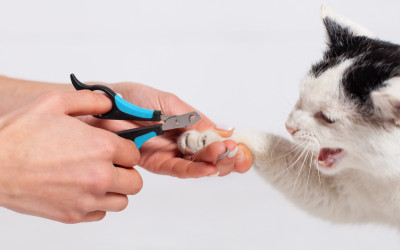 Kedi Tırnağı Nasıl Kesilir?