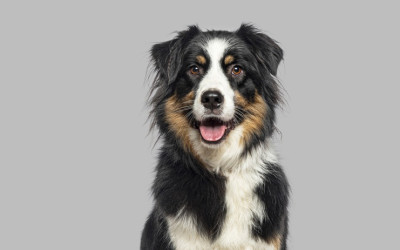 Border Collie Özellikleri ve Bakımı
