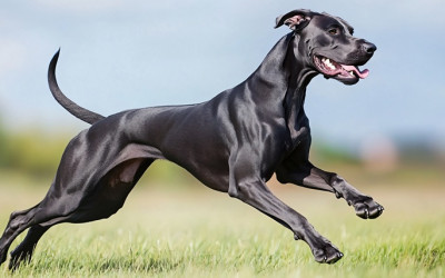 Dünyadaki En Güçlü Köpek Cinsleri ve Özellikleri