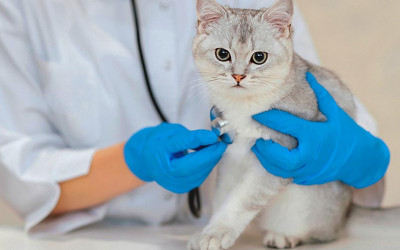 En Sağlıklı Kedi Cinsleri