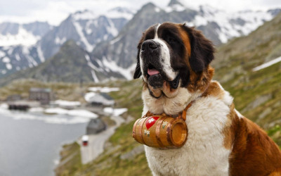 Saint Bernard Köpek Irkı Özellikleri ve Bakımı
