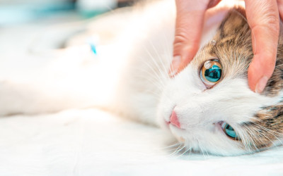 Kedi Gözü Sulanması Sebepleri ve Tedavi Yöntemleri