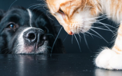 Kediler Köpek Maması Yer mi?